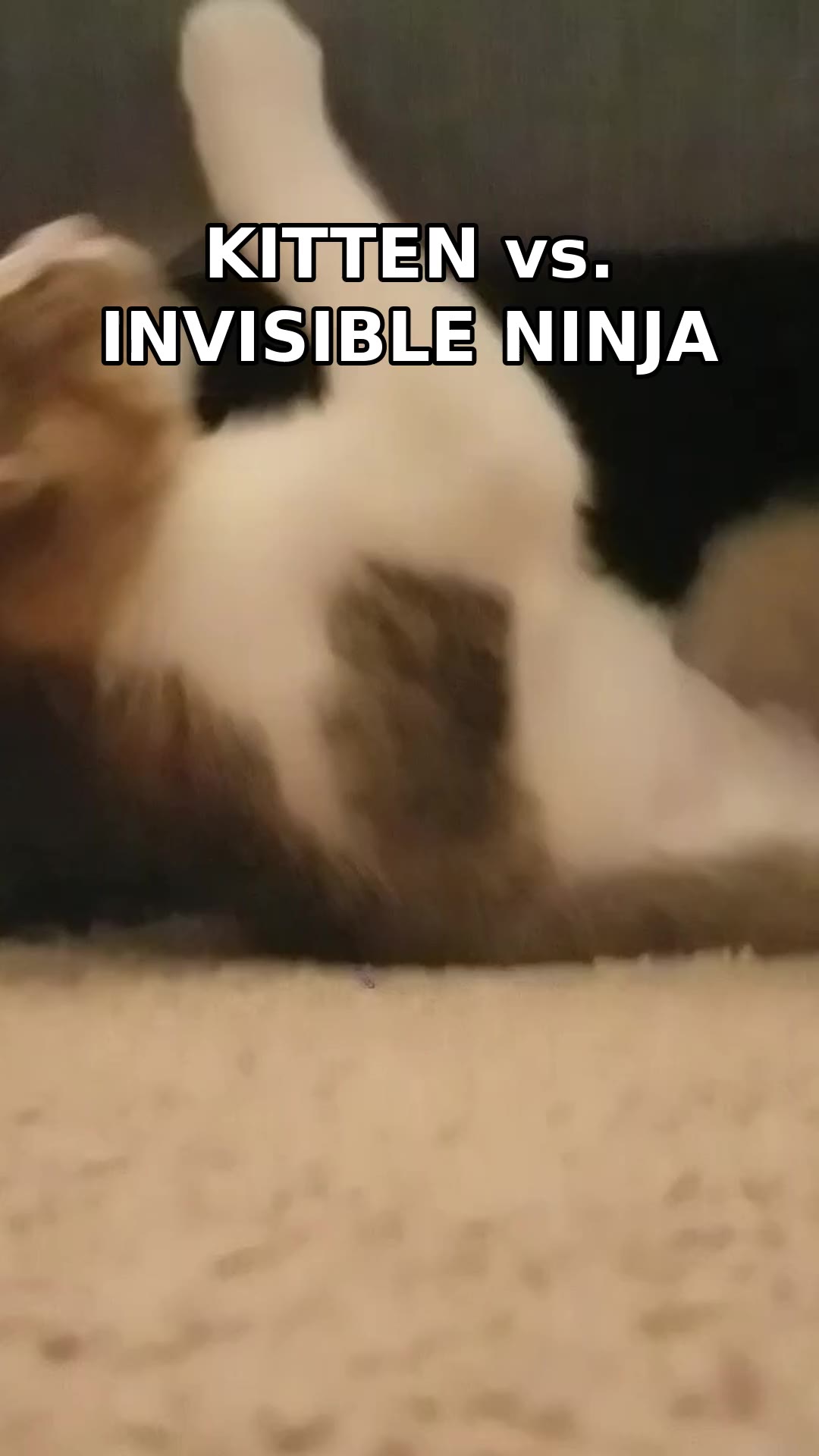 Video: Kitten vs. the invisible ninja